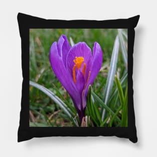 Purple and Orange Flower in Grass Pillow