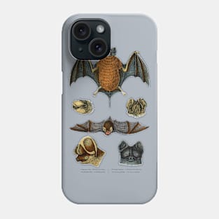 19th C. Bat Species Phone Case