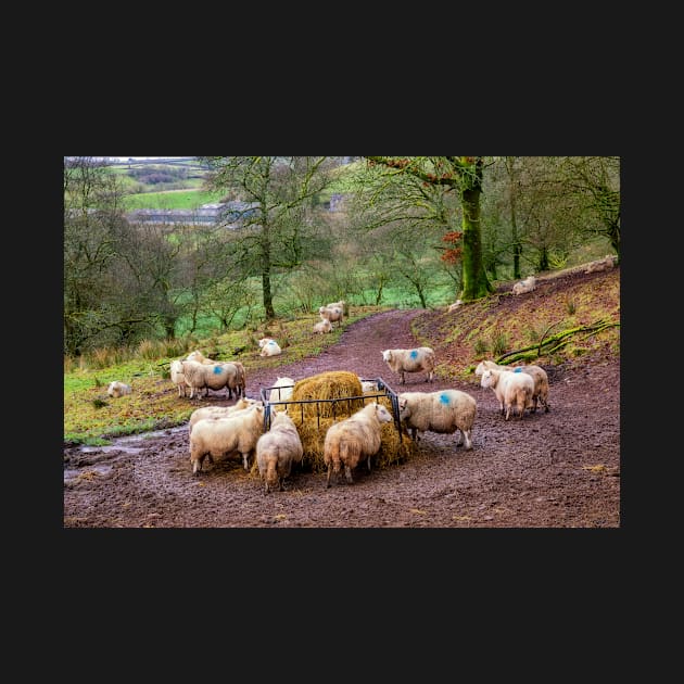 Sheep Feeding in the Brecon Beacons by dasantillo