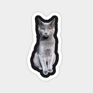 Russian Blue Cat Kitten Magnet