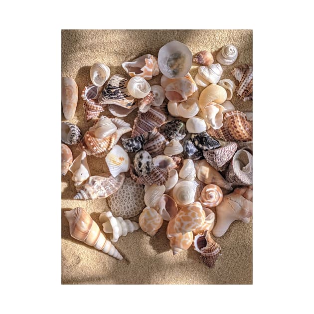 Summer Seashells by NewburyBoutique