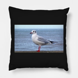 beach seagull seaside traveller bird sea gull ocean scene Pillow