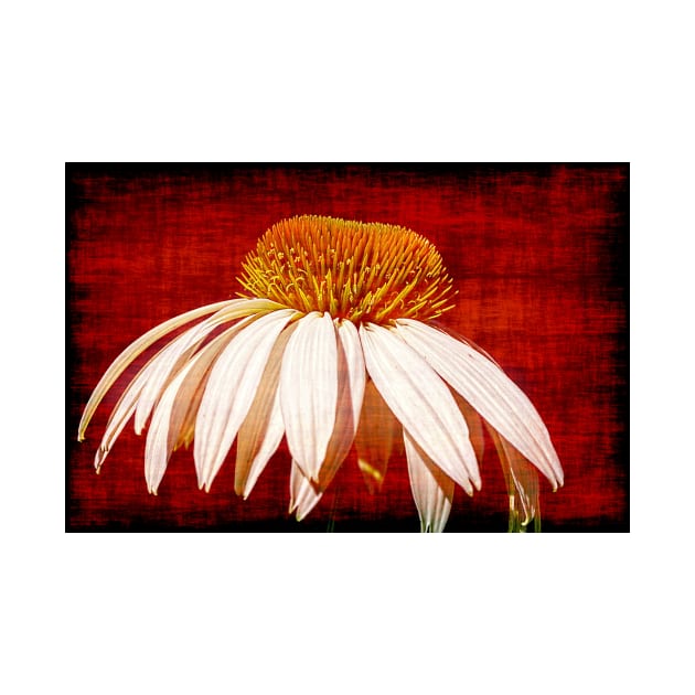 A Single Daisy On A Red Background by JimDeFazioPhotography