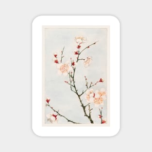 Plum branches with blossoms during 1870–1880 by Megata Morikaga Magnet