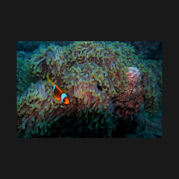 sea anemone and clownfish by likbatonboot