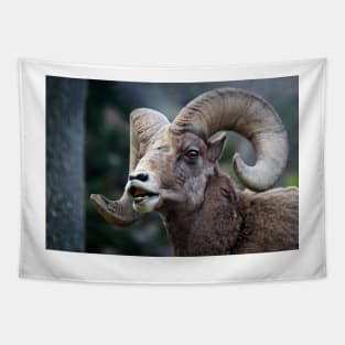 Bighorn sheep. Tapestry