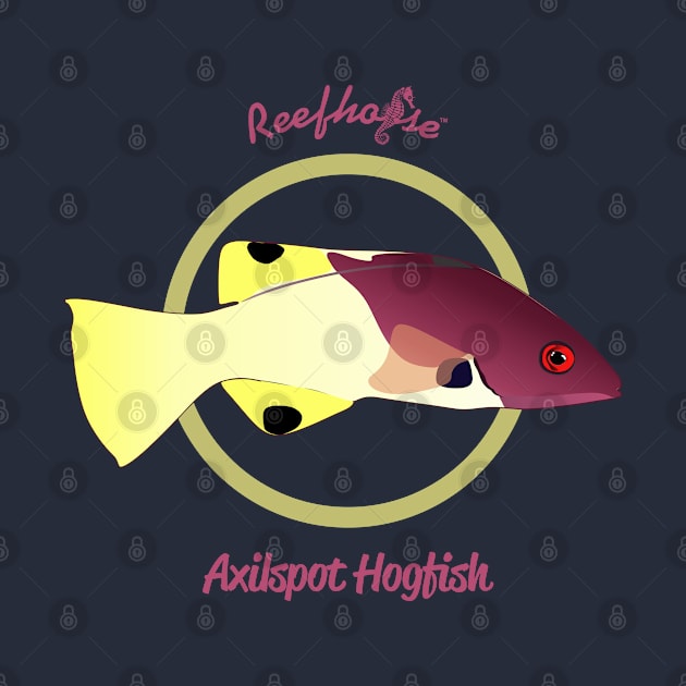 Axilspot Hogfish by Reefhorse