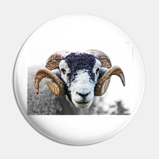 Swaledale Ram Pin