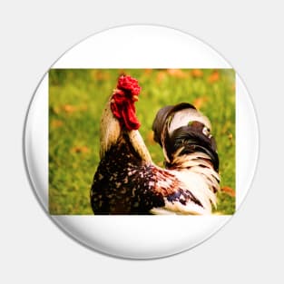 122915 Rooster guapo Pin