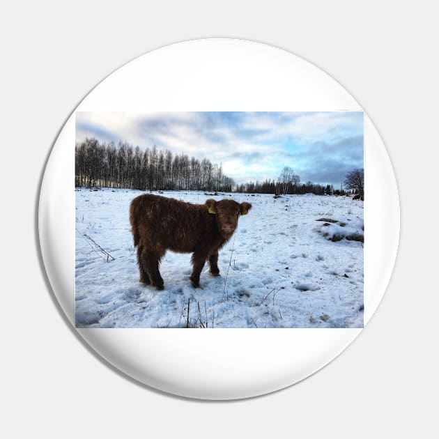 Scottish Highland Cattle Calf 1606 Pin by SaarelaHighland