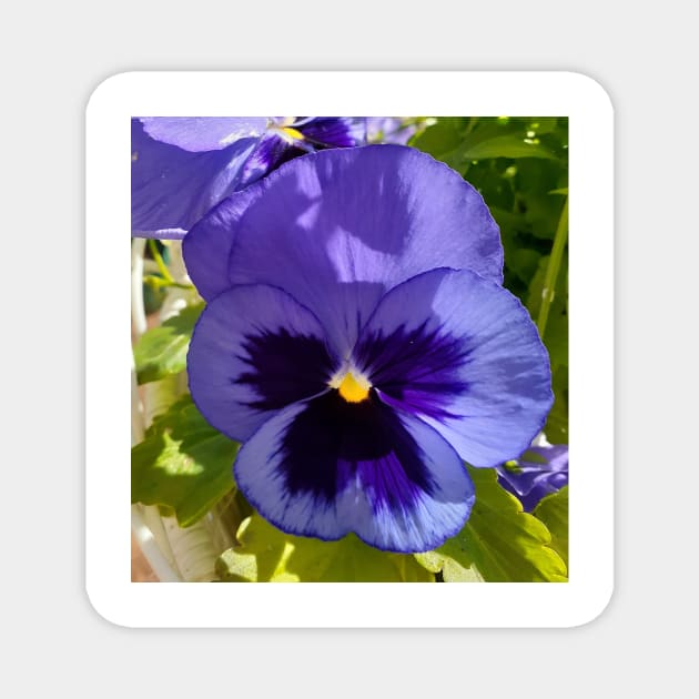 Blue Pansy Photo Magnet by SarahRajkotwala