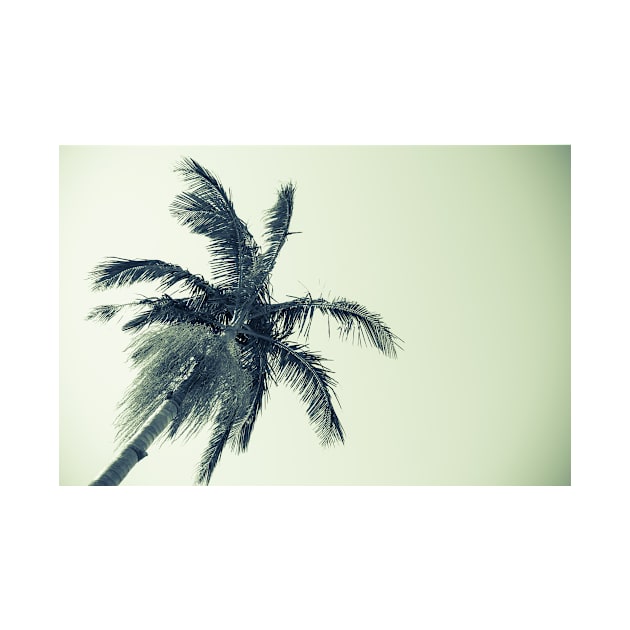 Palm tree against sky low angle point of view monochrome faded image. by brians101