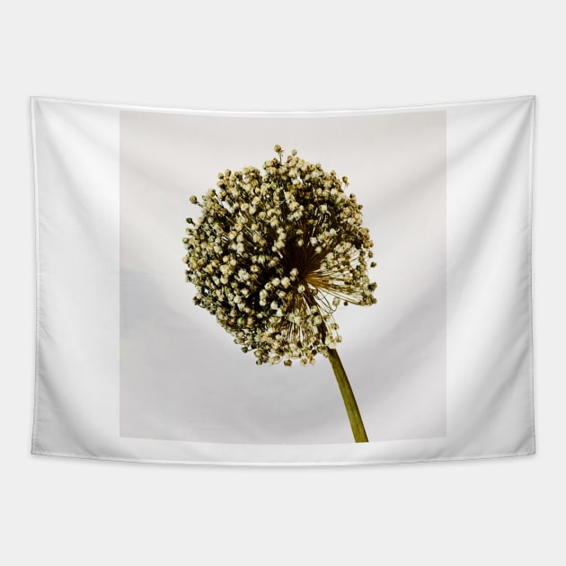 Blossom flower of garlic Tapestry by BlackWhiteBeige