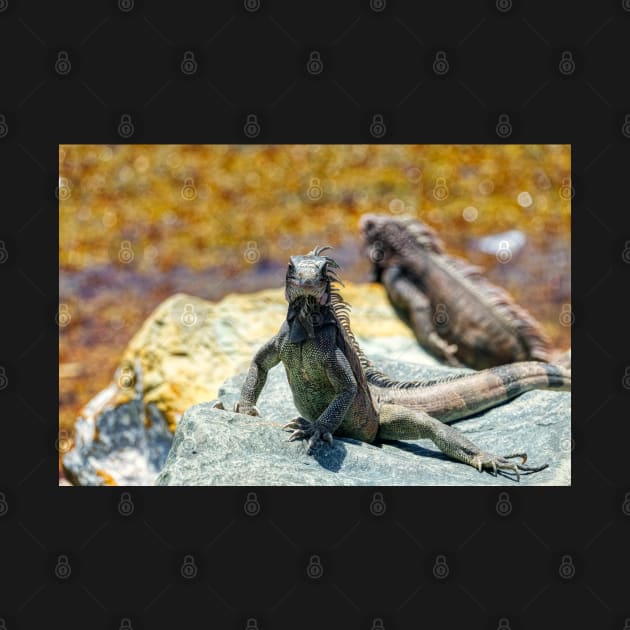 Iguanas Sunning on Rocks in St. Thomas by jillnightingale