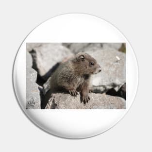 Baby marmot in Mount Rainier National Park Pin
