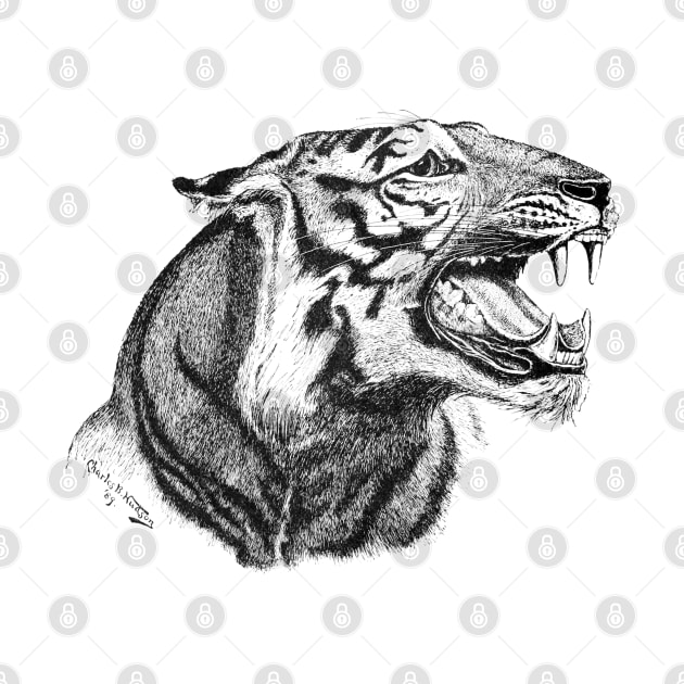 Tiger Face. Tattoo Style Illustration by Biophilia