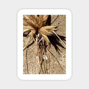 Grass Seed, Apollo Bay Magnet