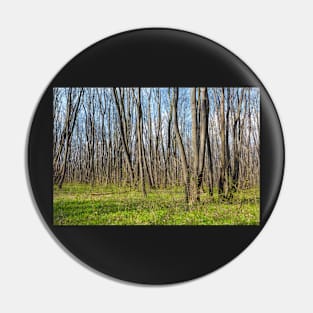 Hornbeam forest Pin