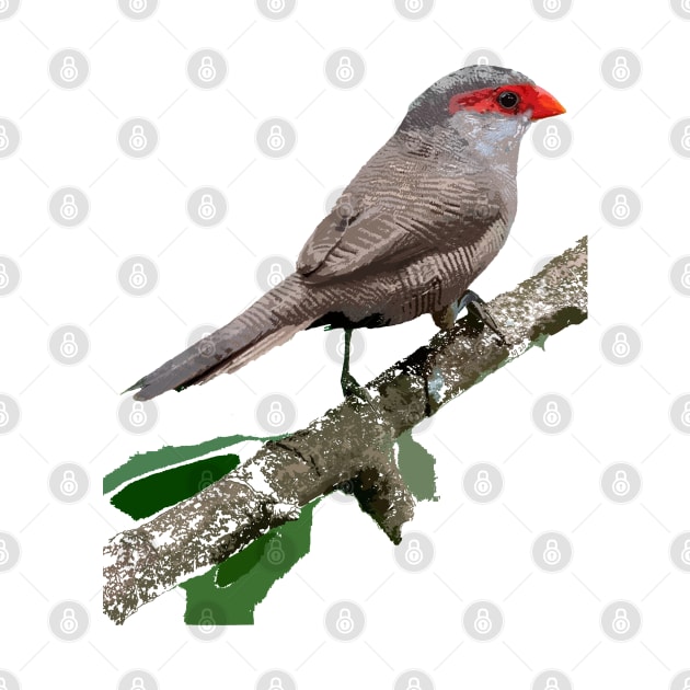 Common Waxbill or St Helena Waxbill by NadJac