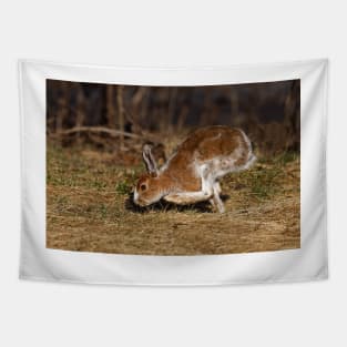 Snowshoe Hare running through the meadow in spring Tapestry