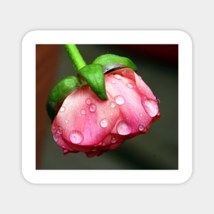 A pink bud in rain. Magnet