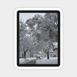 Lafayette Square, Washington, DC, winter path Magnet