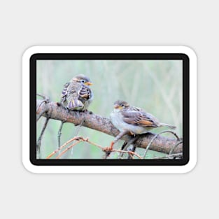 Sparrow fledglings Magnet