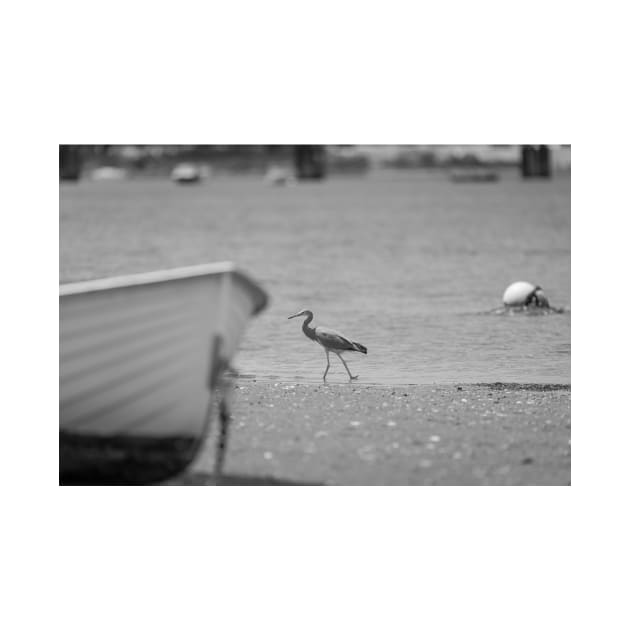 White-faced heron juvenile at waters edge beyond bow of boat in monochrome. by brians101