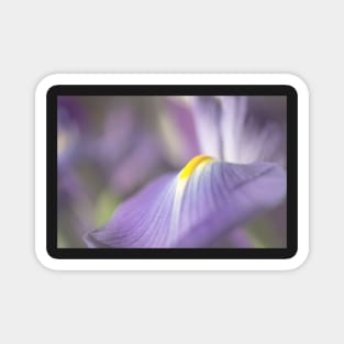 Iris in Soft Light Magnet