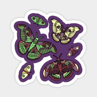 Moths Magnet