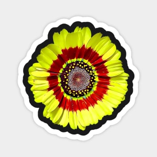 Tricolour Chrysanthemum Ismelia Carinata Painted Style Pattern Magnet