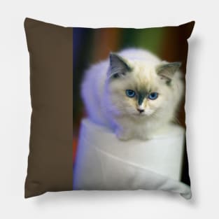 Ragdoll, 2013 Pillow