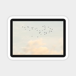 Flock of Birds Magnet