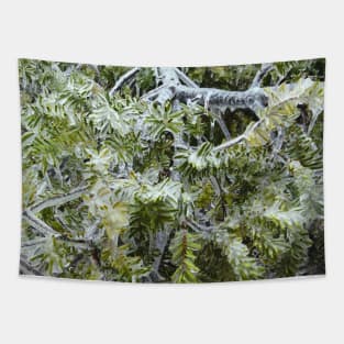 Frozen Canadian Hemlock - Freezing Rain in the Spring Tapestry