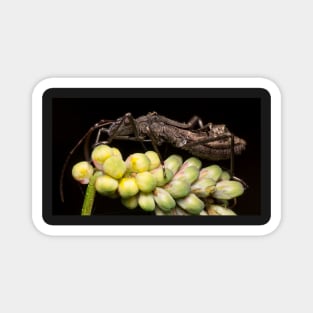 Unique and organic photo of a husk resting on flower Magnet