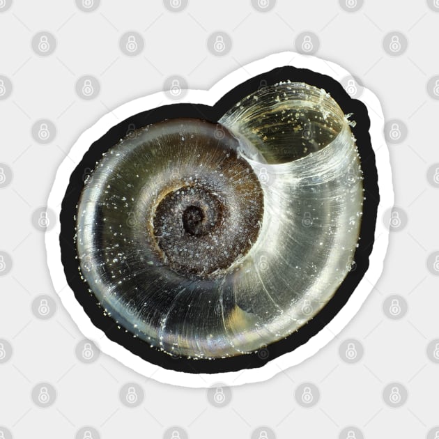 Tiny fungivore snail shell under the microscope Magnet by SDym Photography