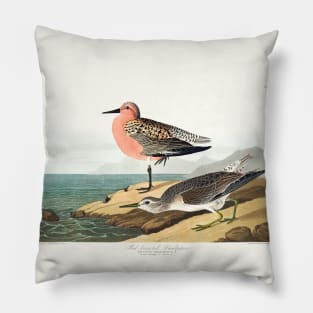 Red-breasted Sandpiper from Birds of America (1827) Pillow