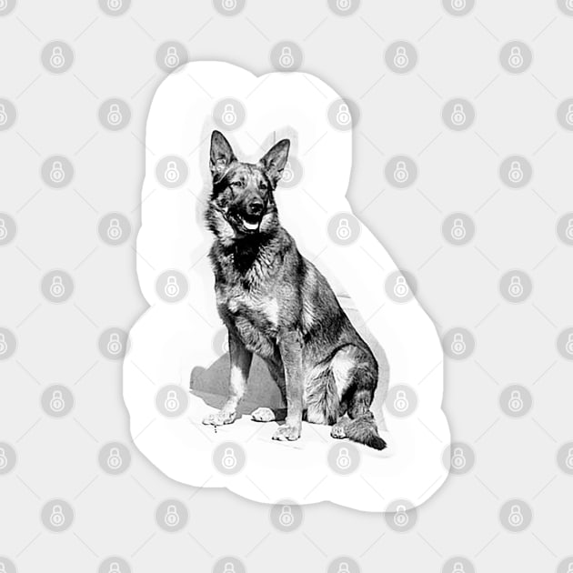 Vintage German Shepherd dog, a beautiful purebred dog Magnet by Marccelus