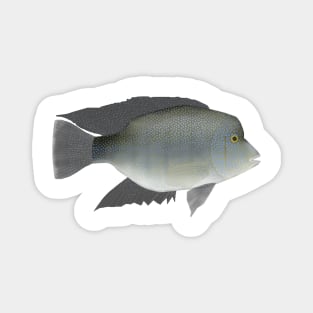 Rio Grande Cichlid Magnet