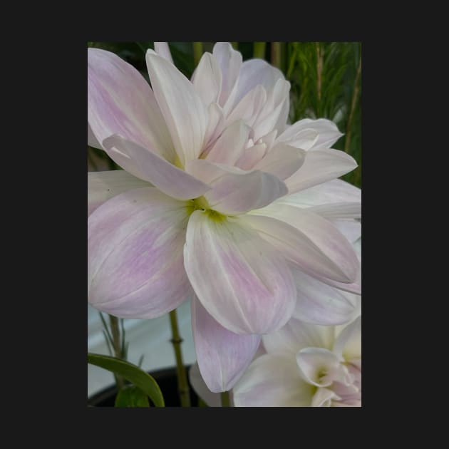 White Dahlia by Sarah Curtiss