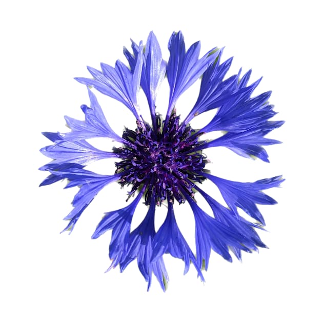 Cornflower by sonaart