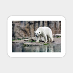 Polar bear walking by lake Magnet