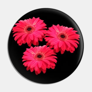 gerbera flower, daisies, gerberas, daisy, bloom Pin