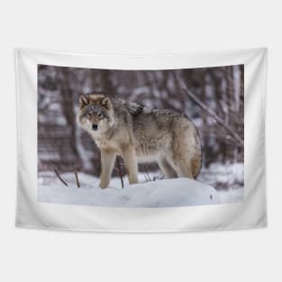 Timber wolf in winter Tapestry