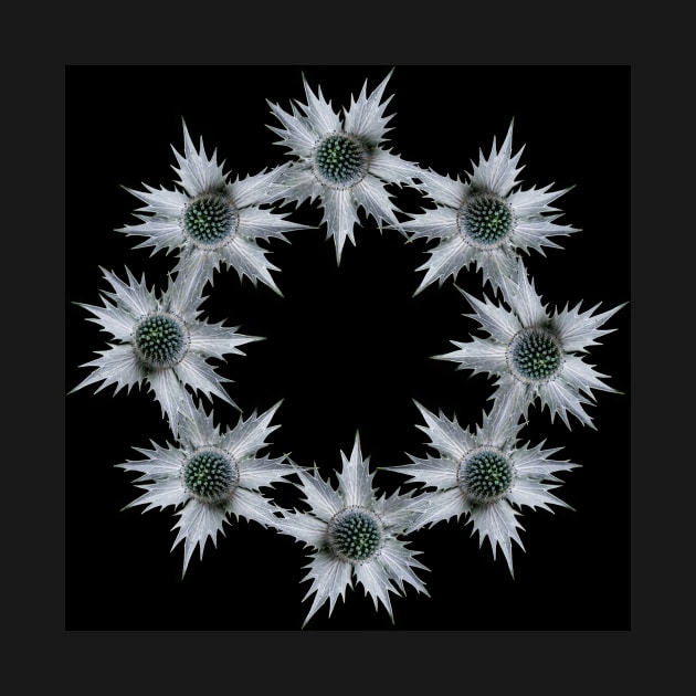 Ring of Eryngium by RosNapier