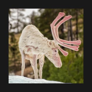 Snowy the Pink-Antlered Reindeer T-Shirt