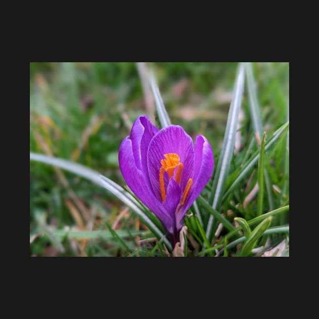 Purple and Orange Flower in Grass 2 by AustaArt