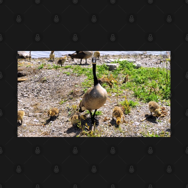 Canada Goose Watching Its Goslings by BackyardBirder