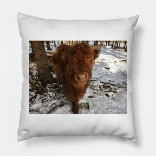 Scottish Highland Cattle Calf 1963 Pillow