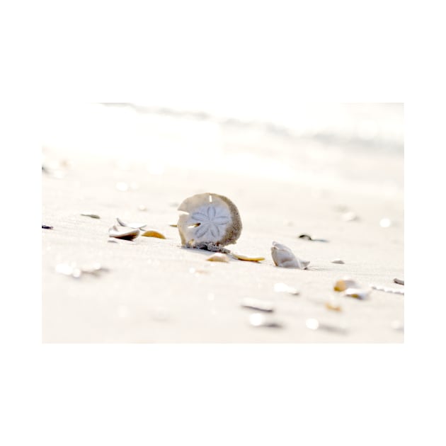 Sand Dollar by Bayhill Studio